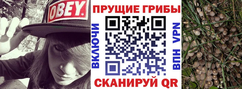 Псилоцибиновые грибы Psilocybe  Воскресенск 